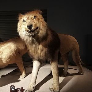 Lion