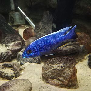 Fish ID