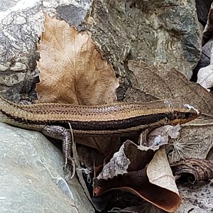 Western Skink