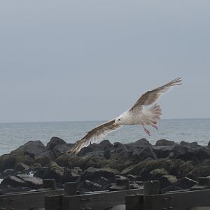 Can someone help Idendify this species of gull?