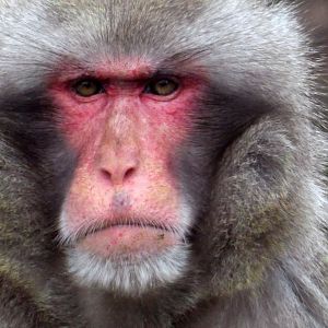 Jul. 2019 - Macaque Forest - Japanese Macaque