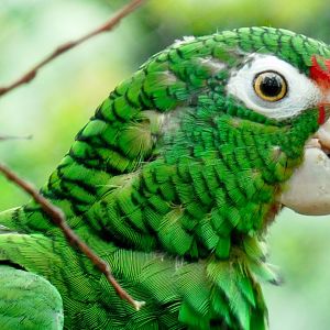 Jul. 2019 - Small Mammals-Reptile House - Puerto Rican Parrot