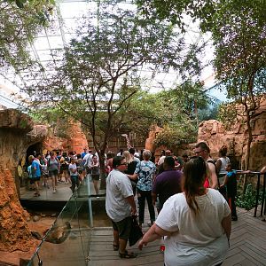 Jul. 2019 - African Journey - Dry Thorn Forest Room