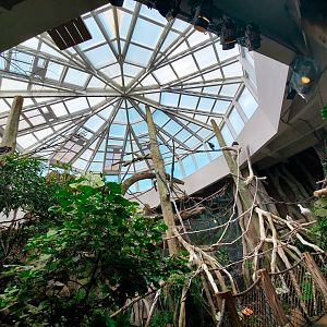 Jul. 2019 - African Journey - Diana Monkey + Walkthrough Aviary