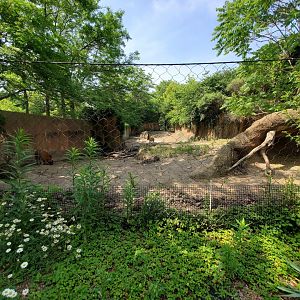 Jul. 2019 - African Journey - Red River Hog Exhibit Lower View