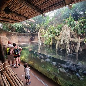 Jul. 2019 - African Journey - Pygmy Hippo Exhibit