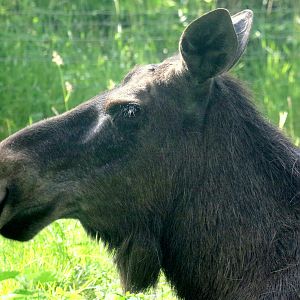 European moose; Wildwood; 28th June 2019