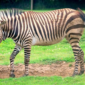 Hartmann's mountain zebra; Marwell; 16th June 2019