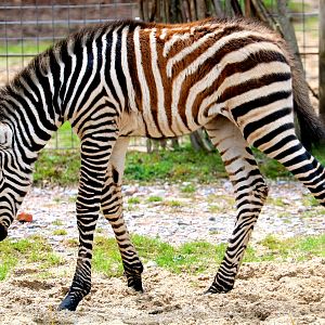 Young plains zebra; Marwell 16th June 2019