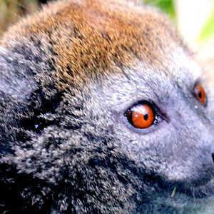 Alaotran gentle lemur; Marwell; 16th June 2019