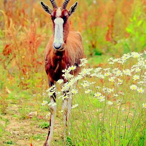 Blesbok; Marwell; 16th June 2019