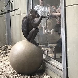 Chimp play