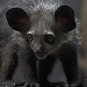 Aye-aye
