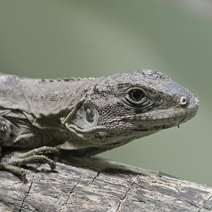Utila spiny-tailed iguana hatchling