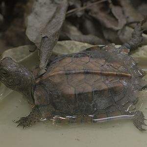 Keeled box turtle hatchling
