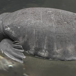 Pig-nosed turtle
