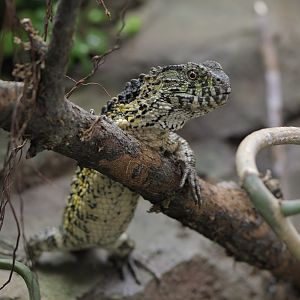 Chinese crocodile lizard