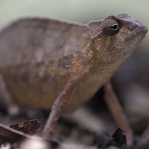 Pygmy leaf chameleon
