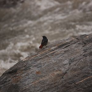Plumbeous water redstart - Kaghan valley 7/3/2019