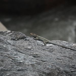 Kashmir rock agama - Kaghan valley 7/3/2019