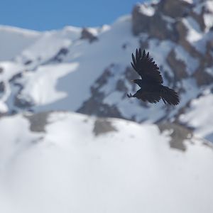 Alpine chough - Khunjerab Pass 7/5/2019
