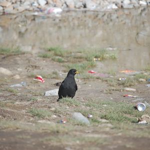 Alpine chough foraging among litter - Khunjerab Pass 7/5/2019