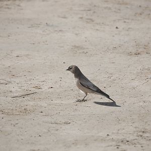 Brandt's mountain finch - Khunjerab Pass 7/5/2019