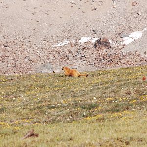 Long-tailed marmot - Khunjerab NP 7/5/2019