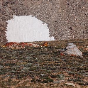 Long-tailed marmot - Khunjerab NP 7/5/2019