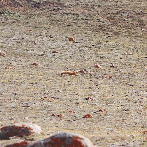 Long-tailed marmot - Khunjerab NP 7/5/2019