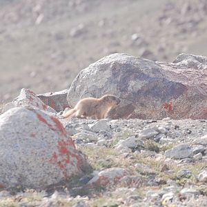 Juvenile Long-tailed marmot - Khunjerab NP 7/5/2019