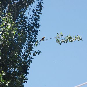 Indian golden oriole - Hunza 7/6/2019