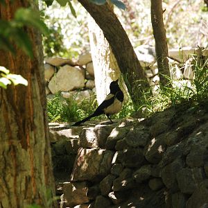 Eurasian magpie - Hunza 7/6/2019