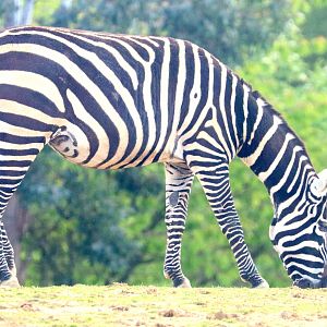 Maneless zebra; Colchester; 12th May 2019
