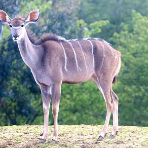 Greater kudu; Colchester; 12th May 2019