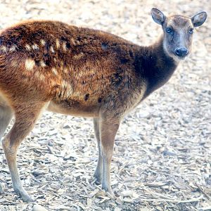 Prince Alfred's deer; Colchester; 12th May 2019
