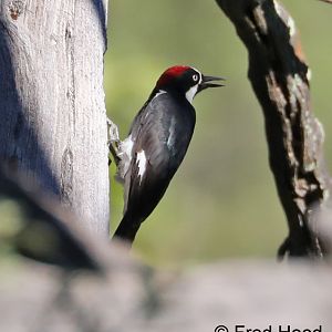 acorn woodpecker (wild)