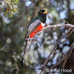 elegant trogon (wild)