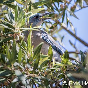 Mexican jay (wild)