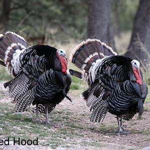 wild turkeys