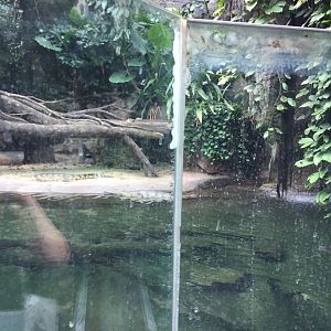 Bronx Zoo tattiness, July 2019