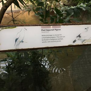 Bronx Zoo tattiness, July 2019