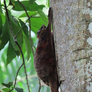 colugo