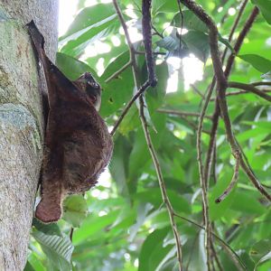 colugo