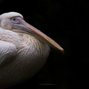 Great white pelican