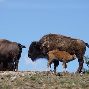 American Bison