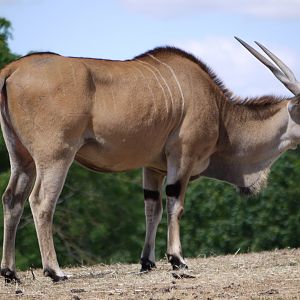 Common Eland