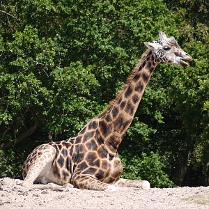 Rothschild's Giraffe