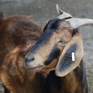 Domestic Goat