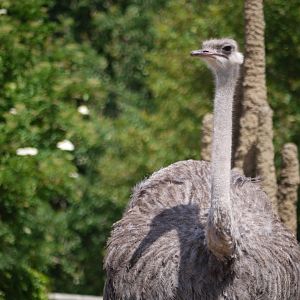 Common Ostrich